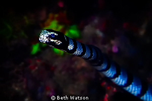 Sea Snake...Puerto Galera, Philippines by Beth Watson 